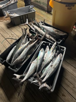 King Mackerel / Kingfish Fishing in Key West, Florida