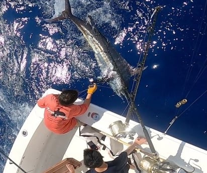 Blue Marlin fishing in Kailua-Kona, Hawaii