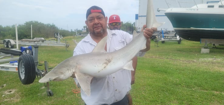 Bonnethead Shark fishing in South Padre Island, Texas