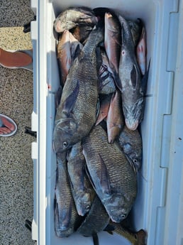 Black Drum, Mangrove Snapper Fishing in Port O&#039;Connor, Texas