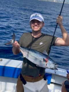 Little Tunny / False Albacore fishing in Fort Myers, Florida