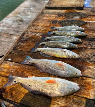 Redfish, Speckled Trout Fishing in Galveston, Texas