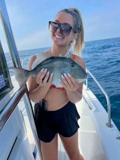 Triggerfish Fishing in Destin, Florida