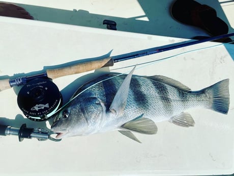 Black Drum fishing in Aransas Pass, Texas