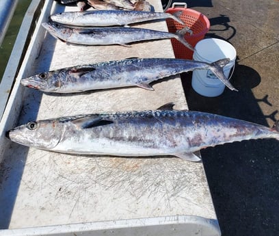 King Mackerel / Kingfish fishing in Clearwater, Florida