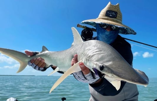 Bonnethead Shark fishing in Tavernier, Florida