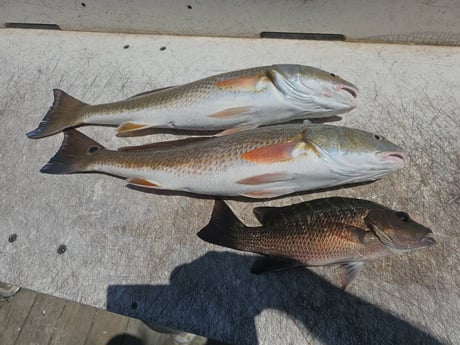 Fishing in Naples, Florida