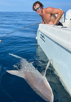 Blacktip Shark Fishing in Islamorada, Florida