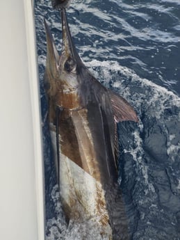 Blue Marlin fishing in Rockport, Texas