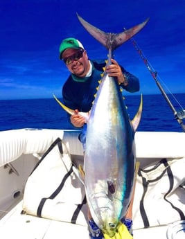 Yellowfin Tuna Fishing in Cabo San Lucas, Baja California Sur