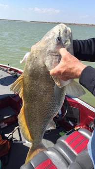 Black Drum fishing in South Padre Island, Texas