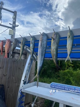 Mahi Mahi / Dorado, Red Snapper fishing in Destin, Florida