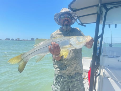 Snook fishing in Clearwater, Fl