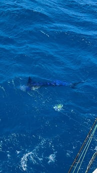 Fishing in San Juan, Puerto Rico