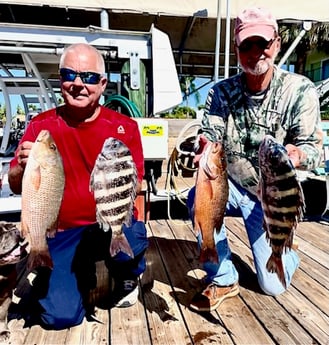 Mangrove Snapper, Sheepshead Fishing in St. Petersburg, Florida