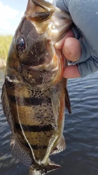 Peacock Bass fishing in Fort Lauderdale, Florida