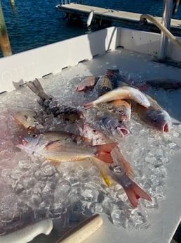 Lane Snapper Fishing in Key West, Florida