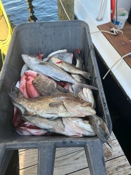 Amberjack, Gag Grouper, Vermillion Snapper Fishing in Orange Beach, Alabama