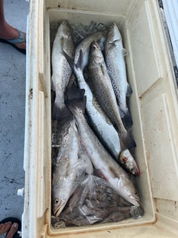 Speckled Trout Fishing in Rockport, Texas