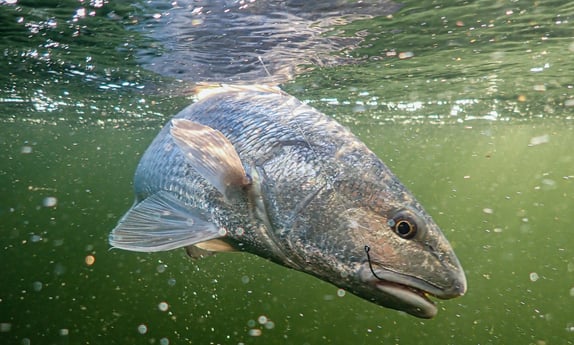 Redfish Fishing in Jupiter, Florida