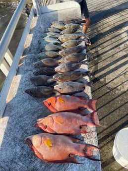 Grunt, Hogfish fishing in Clearwater, Florida