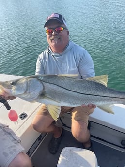 Snook Fishing in Sarasota, Florida