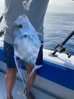 African Pompano Fishing in West Palm Beach, Florida