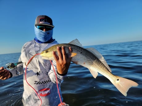 Redfish Fishing in Rio Hondo, Texas