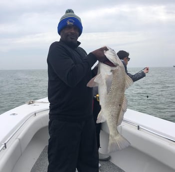 Black Drum fishing in Galveston, Texas