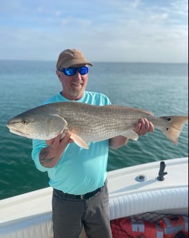 Redfish fishing in Sarasota, Florida