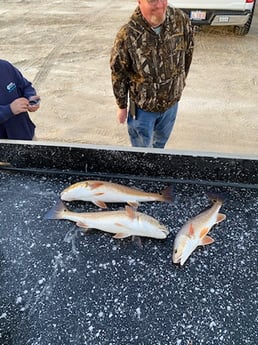 Redfish Fishing in St. Augustine, Florida