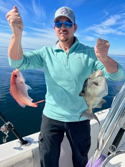 Triggerfish, Vermillion Snapper fishing in Destin, Florida