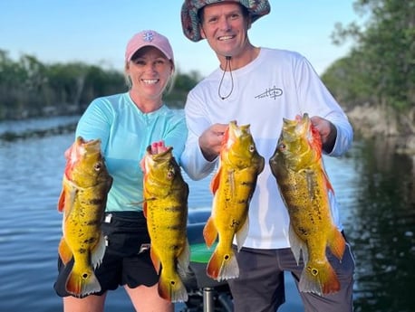 Peacock Bass Fishing in Boca Raton, Florida