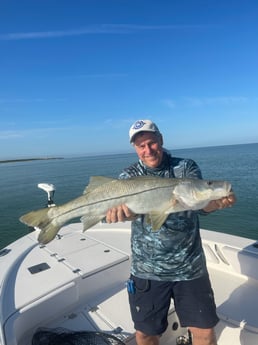 Snook fishing in Clearwater, Fl