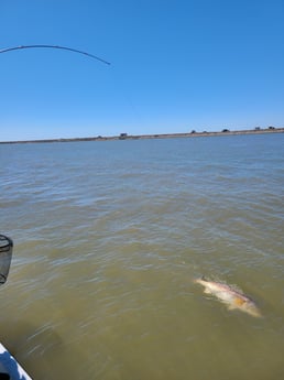 Redfish fishing in Port O&#039;Connor, Texas