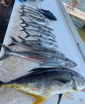 Jack Crevalle, Kingfish, Spanish Mackerel Fishing in Gulf Shores, Alabama