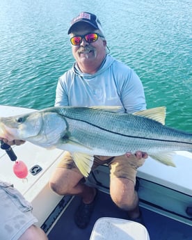 Snook Fishing in Sarasota, Florida