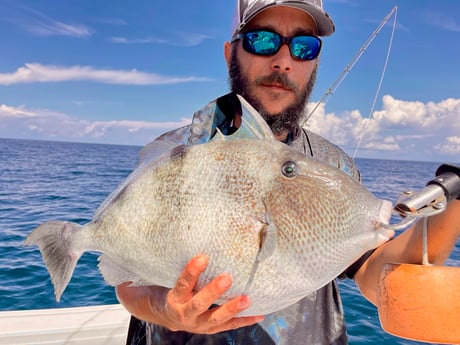 Triggerfish fishing in St. Augustine, Florida