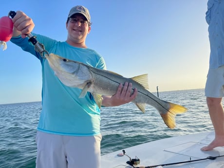 Snook Fishing in Sarasota, Florida