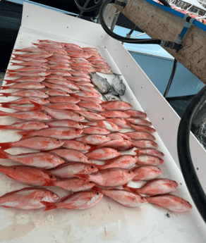 Triggerfish, Vermillion Snapper Fishing in Orange Beach, Alabama