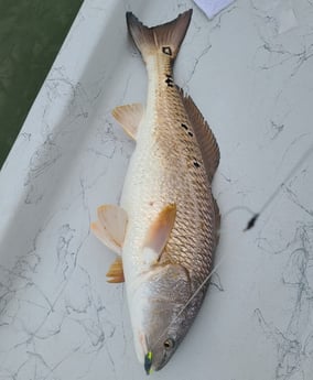 Redfish fishing in Port O&#039;Connor, Texas