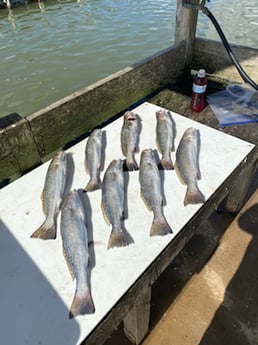 Speckled Trout / Spotted Seatrout fishing in Texas City, Texas