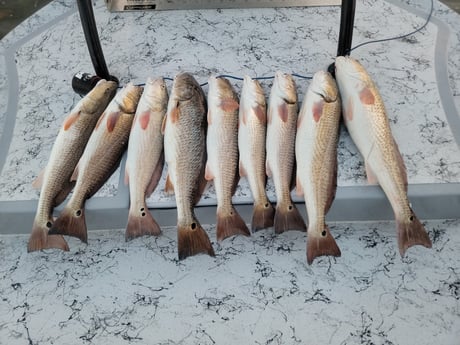 Redfish Fishing in South Padre Island, Texas