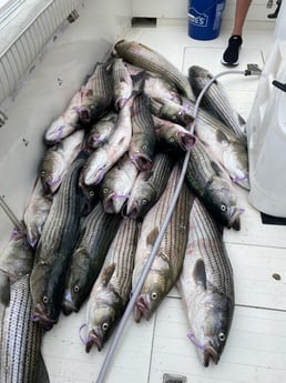 Striped Bass fishing in Montauk, New York