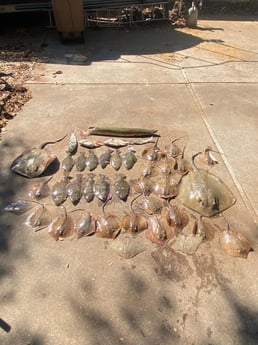 Alligator Gar, Flounder, Sheepshead, Stingray Fishing in Galveston, Texas