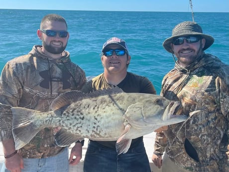 Gag Grouper fishing in Clearwater, Florida