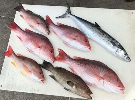 Gag Grouper, Lane Snapper, Mangrove Snapper, Spanish Mackerel fishing in Destin, Florida