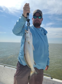 Speckled Trout / Spotted Seatrout fishing in Galveston, Texas