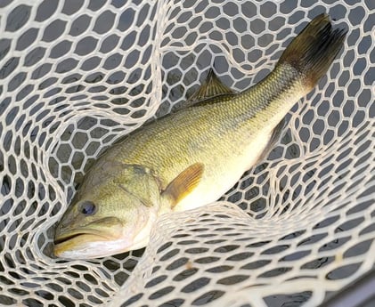 Largemouth Bass fishing in Broken Bow, Oklahoma