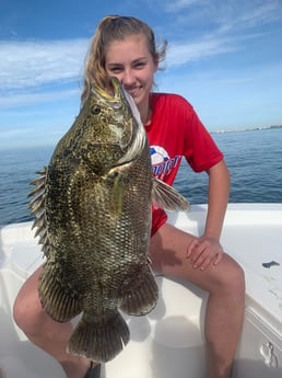 Tripletail fishing in Sarasota, Florida